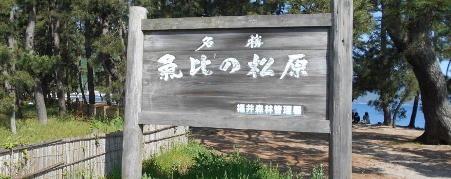 Kehi no Matsubara