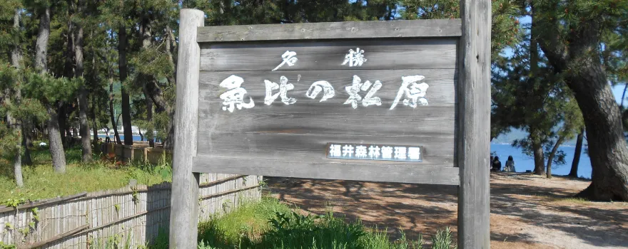 Kehi no Matsubara