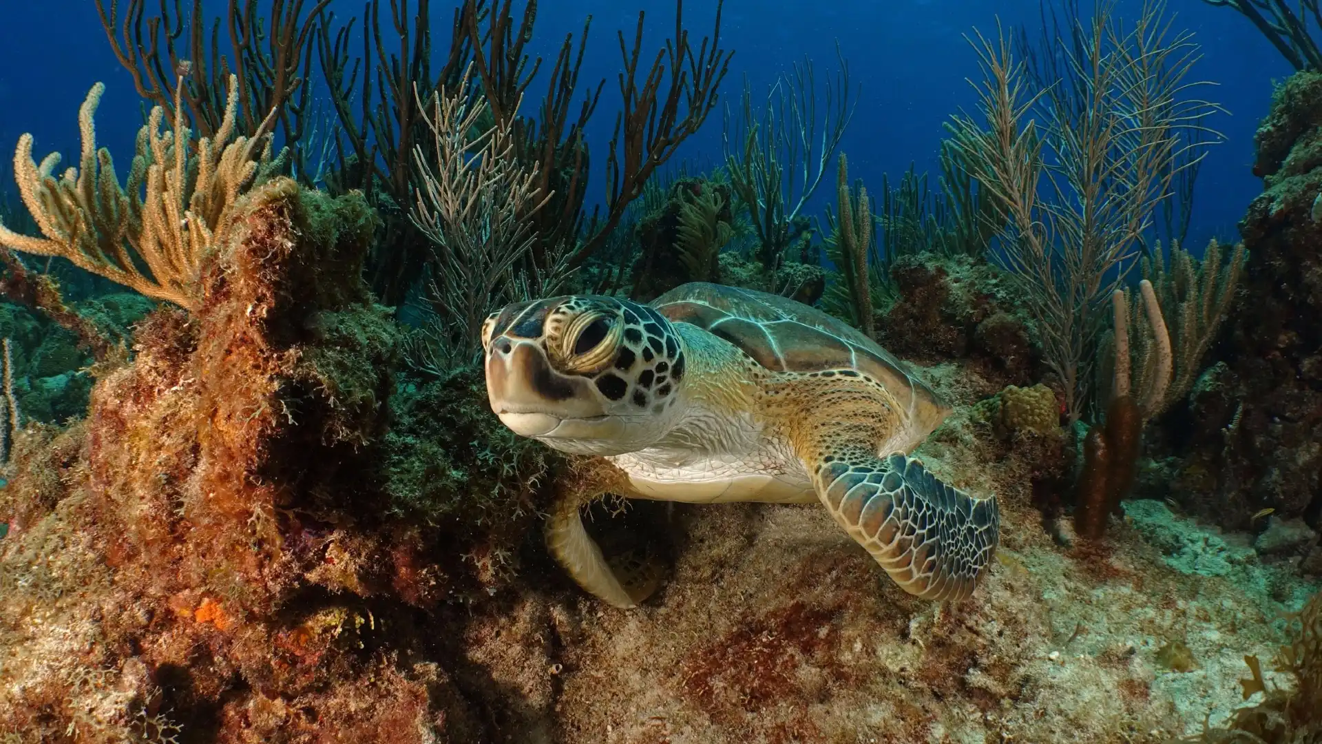 Hotels near Sea Ventures Pro Dive Centers