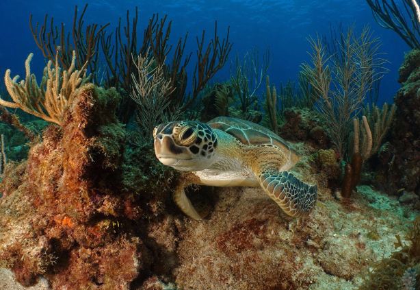 Sea Ventures Dive Center