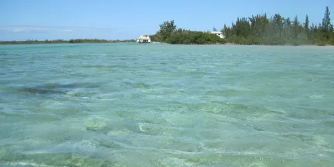 Safari on Fresh Creek