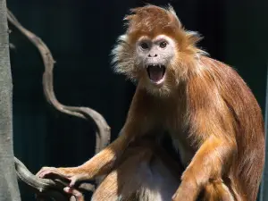 Kraków Zoo