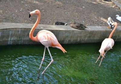 Complejo Parque Zoológico Ciego de Ávila