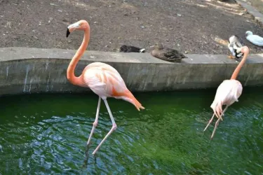 Complejo Parque Zoológico Ciego de Ávila