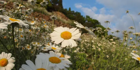 尾道市因島フラワーセンター