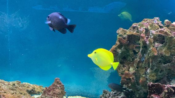 Acquario Mediterraneo dell'Argentario