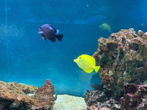Acquario Mediterraneo dell'Argentario