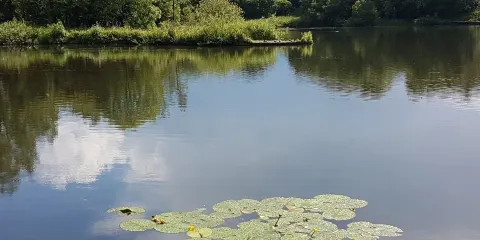 Longton Brickcroft Nature Reserve