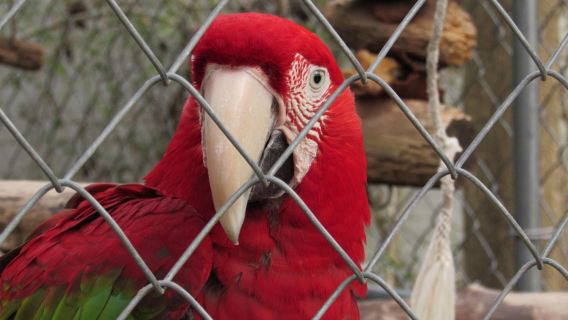 リンウッド・パーク動物園