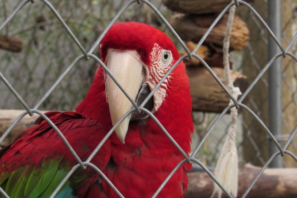 Lynnwood Park Zoo