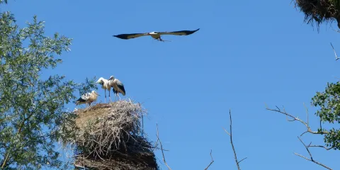 Storchenpflegestation Wesermarsch