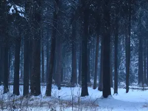 Fish Creek Community Forest