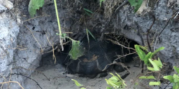Seacrest Scrub Natural Area