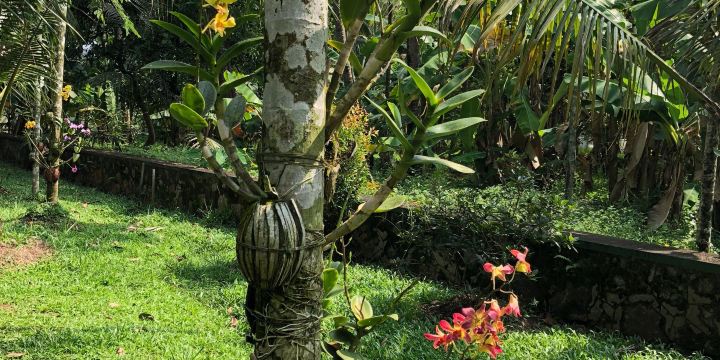 VILLAGE CANOPY | Homestay and venue in kumbalangi
