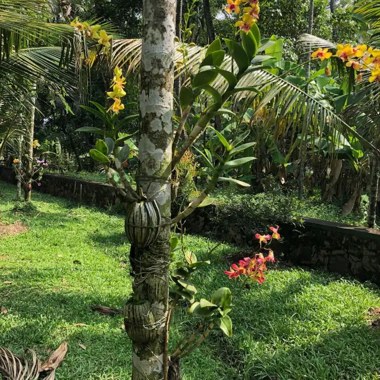 Hotels near VILLAGE CANOPY | Homestay and venue in kumbalangi