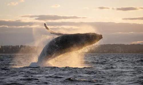 黃金海岸出海觀鯨