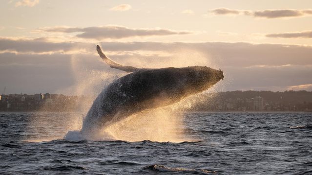 Whale Watching at Sea in Gold Coast