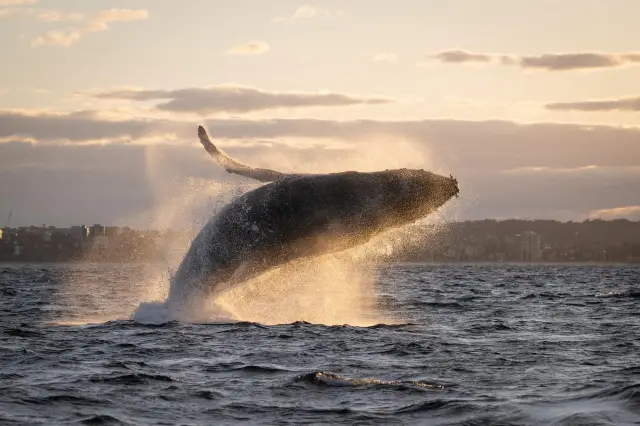 Whale Watching At Sea in Gold Coast