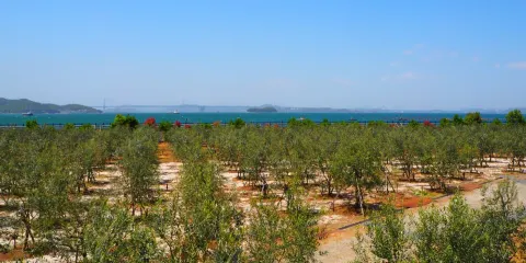Setouchi Olive Garden