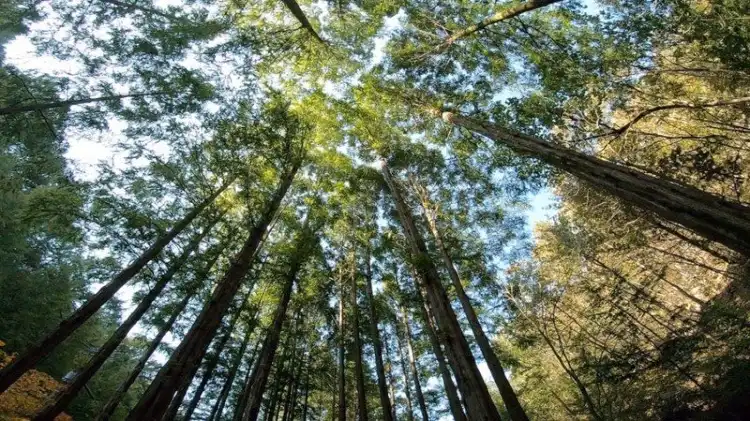 Hotels near Jangtaesan Mountain Natural Recreation Forest