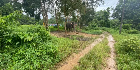 Wassana Elephant Camp