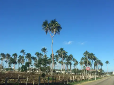 3 Headed Coconut