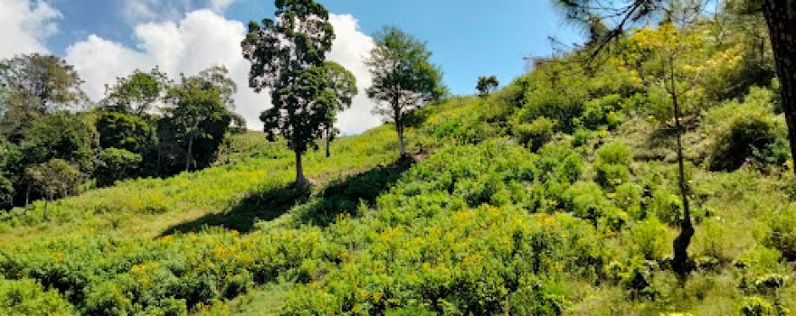 Puncak Pesona P28 Patirana