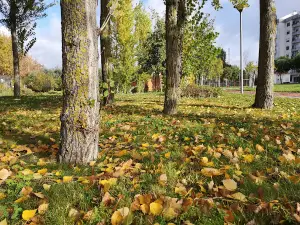 Park Violets