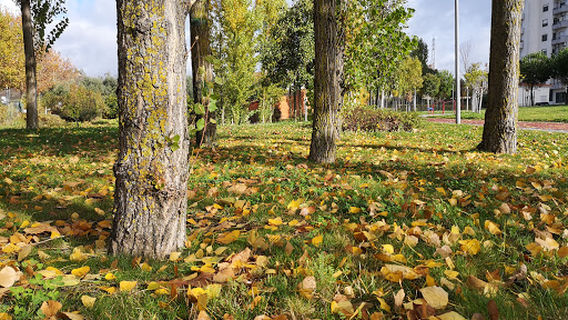 Park Violets