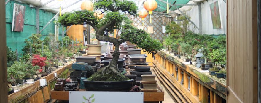All Things Bonsai