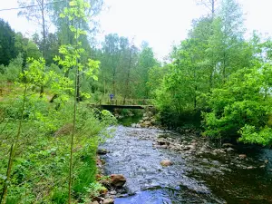 Virsehatt