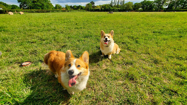 A Dog’s Life Adventure Field