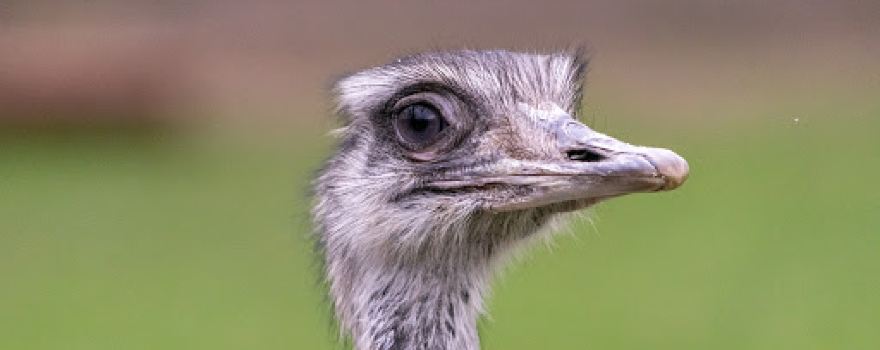 Dessau, Lehrpark für Tier und Pflanzenkunde Zoo
