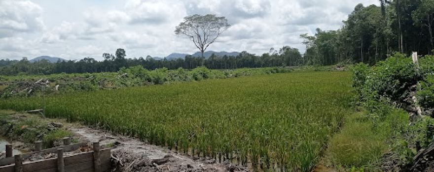 Sawah Air Merah