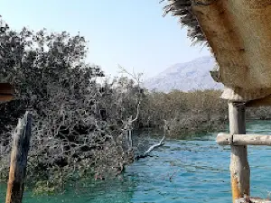 Forest Park mangrove