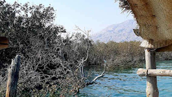 Forest Park mangrove