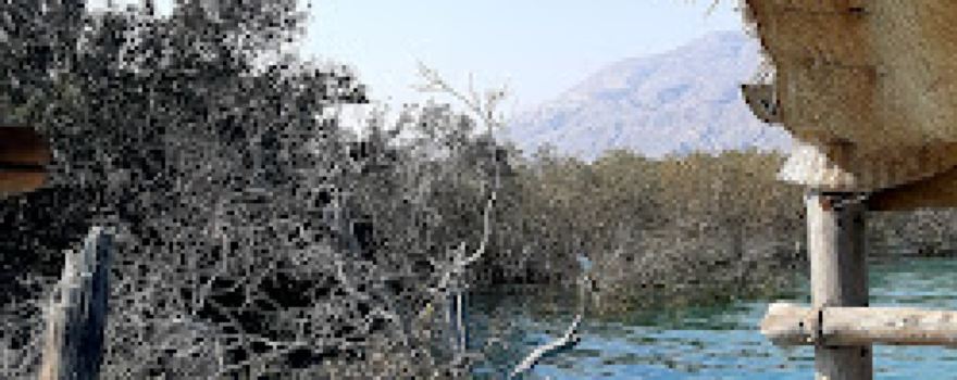 Forest Park mangrove