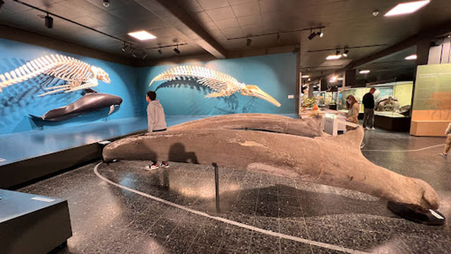 Museum of Nature - Zoology