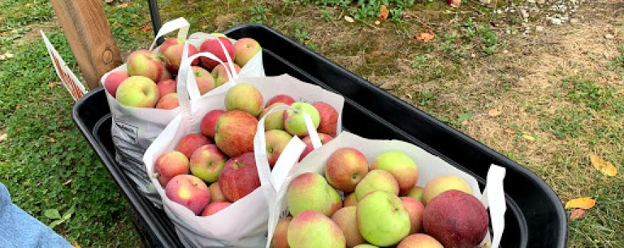 O'Neill's Orchard