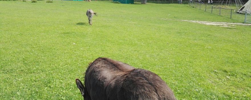 Tierpark Sommerhausen