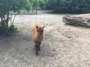 Zoo