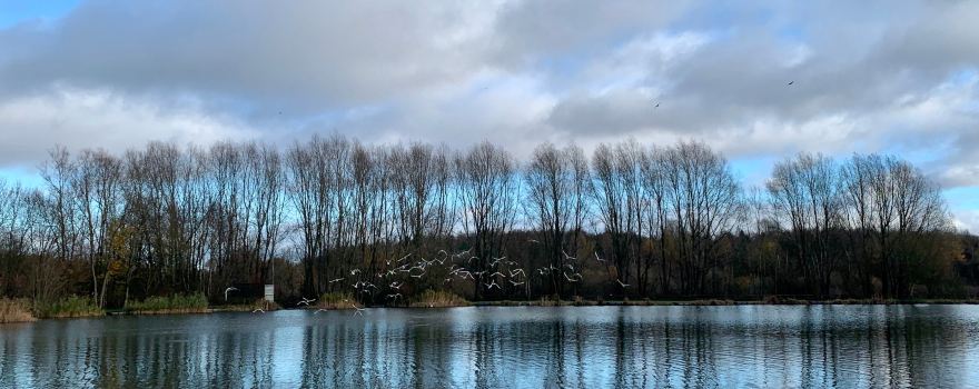 Brierley Forest Park