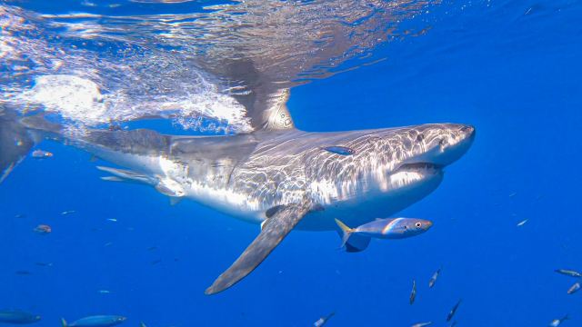 Guadalupe Island