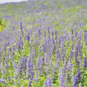 兵庫県立公園あわじ花さじき