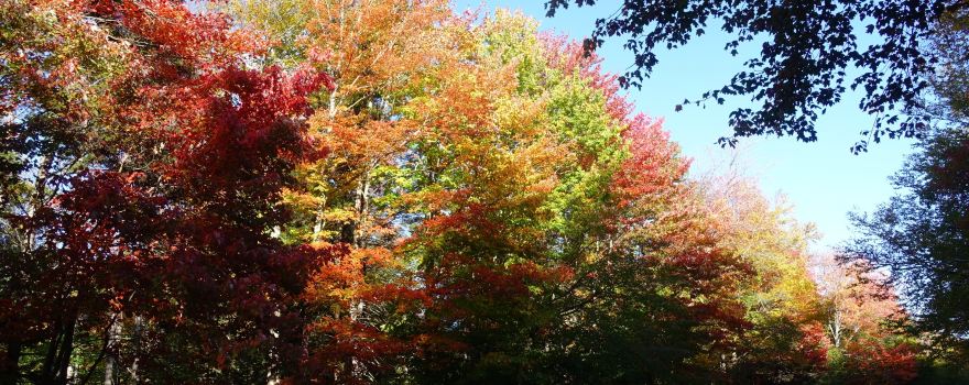 Green Mountain National Forest