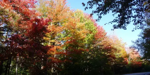 綠山山脈國家森林