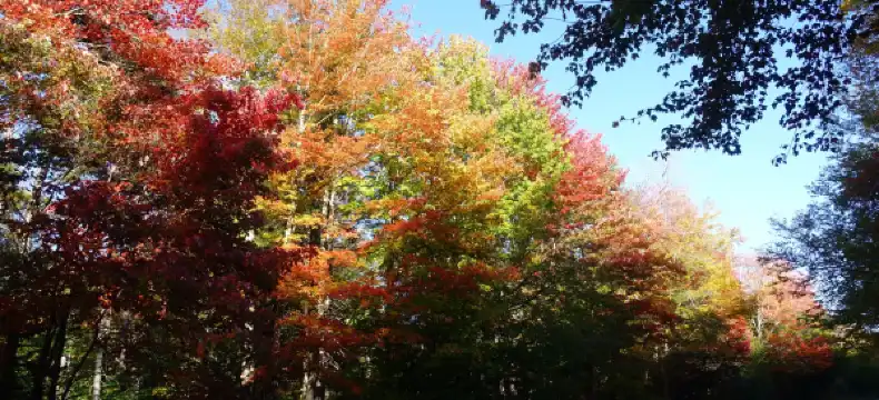 Hotels in Stratton Mountain