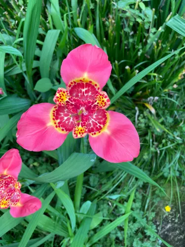 Te Popo Gardens