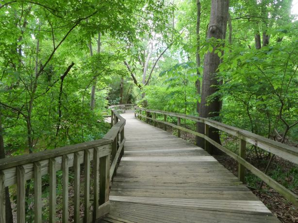 The Bog Garden at Benjamin Park