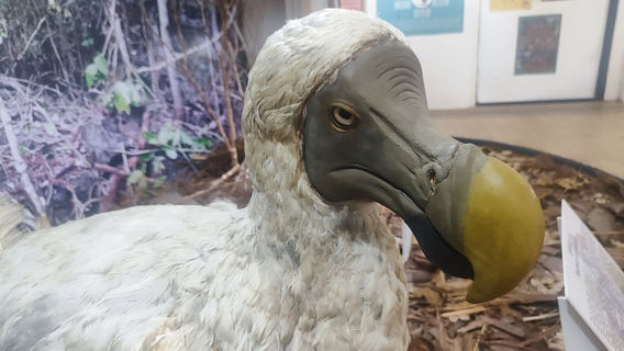 Natural History Museum